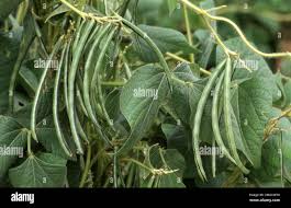 Image result for Vigna umbellata