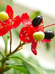Image result for Ochna