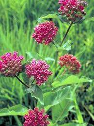 Asclepias Purpurascens Purple Milkweed Finally The Purple Milkweed Seeds Are Almost Ready Plants