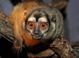 Bird That Sounds Like A Monkey At Night New Species Biodiversity Hot Spot Found In Peru Monkey Species Primates Owl