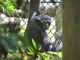 Image result for Hylebates cordatus