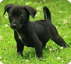 Black And White Jack Russell Terrier Lab Mix Black Jack Russell Terrier Chihuahua Mix Jack Russell Mix Black Chihuahua Jack Russell