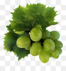 The combo library contains pages of grape color combinations (a.k.a, color schemes and color palettes) for you to choose from. Green Grapes Png Green Grapes Cute Cartoon Green Grapes Green Grapes Recipes Green Grapes Coloring Pages Green Grapes Background Green Grapes Drawing Green Grapes Template Green Grapes Cartoon Cleanpng Kisspng
