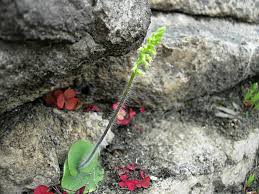 Image result for Holothrix villosa