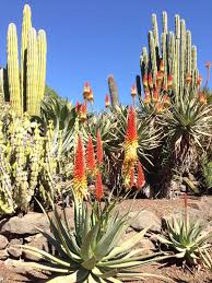 Cactus Garden Palmitos Park Gran Canaria Kanarische Inseln Kanaren Insel