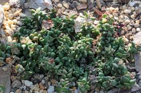 Image result for Anacampseros subnuda