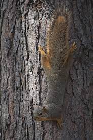 Fox Squirrel Or Eastern Fox Squirrel Bryant S Fox Squirrel Sciurus Niger Is The Largest Species Of Tree Squirr Fox Squirrel Squirrel American Red Squirrel