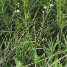 Image result for Adenostemma