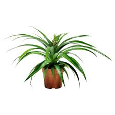 Home Outdoor Furniture Homeware Plants Pineapple Planting Indoor Plants