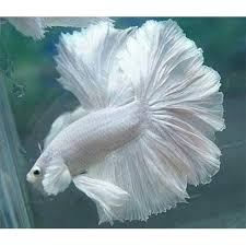 If you have a question or problem. Jual Double Tail Dumbo Ikan Cupang Betta Hias Aduan Halfmoon Aquarium Murah Kab Kebumen Bluose Jaya Tokopedia