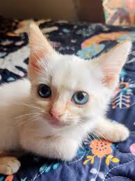 Flame point siamese cat is a runt