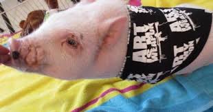 Pin By Shirley Milkavich On Animals Chris P Bacon Animals Pig