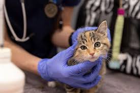 Research: What's the Impact of Community Veterinary Medicine Programs? - The  Association for Animal Welfare Advancement
