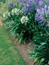 If Deer Are A Problem In Your Area Try Planting These Flowers And Plants Which Tend To Be Overlooked By Dee Plants Deer Resistant Landscaping Backyard Plants