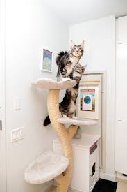 Are maine coon cats hypoallergenic? How A Couple And Their Two Enormous Cats Live In 470 Square Feet