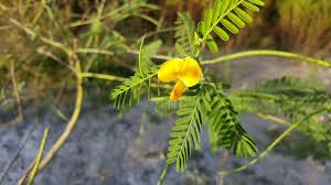 Image result for Sesbania sericea
