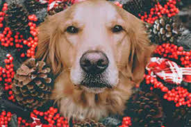 Mar 22, 2018 · in case you missed it, golden + (d)oodle = golden retriever and poodle (standard or miniature). Golden Retriever S Nose Changing Color What Should I Do Golden Retriever Insider