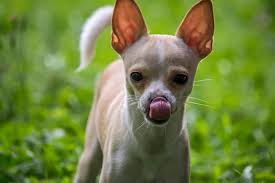 Check spelling or type a new query. Deer Head Chihuahua Breed Information 15 Facts Your Dog Advisor