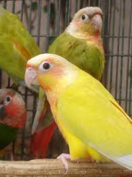 Green Cheek Conure Mutations Parrot Forum Parrot