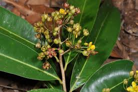 Image result for Campylospermum