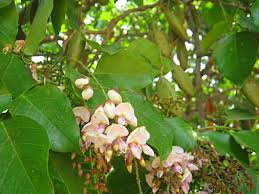Image result for Millettia pinnata