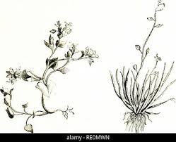 Image result for Subularia