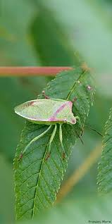 Image result for Cyperus aterrimus