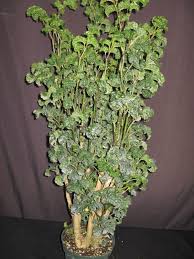 Image result for Afrosciadium