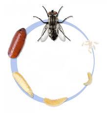 Nos conseils pour chasser les mouches sans nuire à l'environnement. Chasser Les Mouches Les Methodes Naturelles Les Plus Effectives