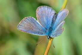 Working with monarch and having the guidance they provided resulted in a beautiful, quality home. What Are The Different Types Of Butterflies Teaching Wiki