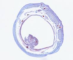 Manual whole slide imaging