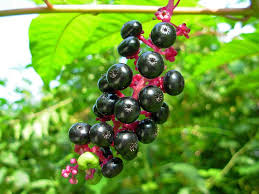 Small shoots can be removed. How To Get Rid Of Pokeweed Safely In 2021 A Nest With A Yard