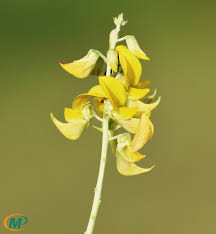 Image result for Crotalaria crebra