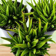 Image result for Aloe buchananii