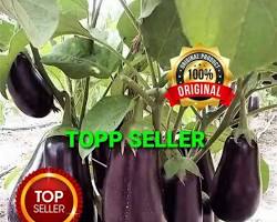 Gambar Terong hidroponik