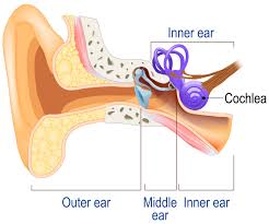 Image result for Eustachian Tube Dysfunction