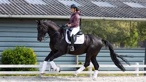 As an equestrian sport defined by the international equestrian federation, dressage is described as the highest expression of horse. Home Dressage Horses For Sale In Netherlands Moonstone Stables
