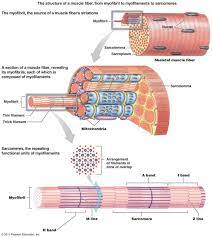Gross Anatomy Of Skeletal Muscle The Muscular System Micro And Macro Anatomy Skeletal Muscle Muscular System Muscle Anatomy