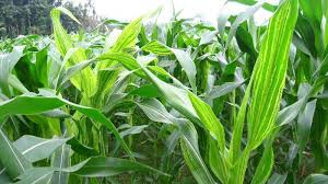 Maybe you would like to learn more about one of these? Penyakit Bulai Ada Pohon Jagung Lengkap Agrokompleks Kita