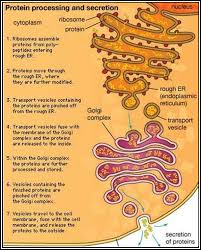 Check spelling or type a new query. Do The Rough And Smooth Endoplasmic Reticulum Have Different Jobs And If So What Are They Quora