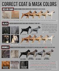 Mastiff Growth Chart Lovely Correct Cane Corso Colors Dogs I