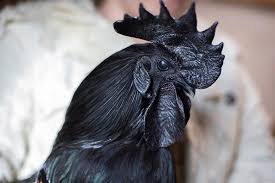 Check spelling or type a new query. Ayam Cemani Breed Information Care Guide Egg Color And More