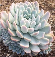 This is for a 9.5 succulent bouquet. Cacti Succulents Page 2 Of 12 Altman Plants