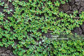Image result for Euphorbia thymifolia
