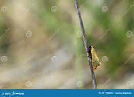 Image result for Setina roscida