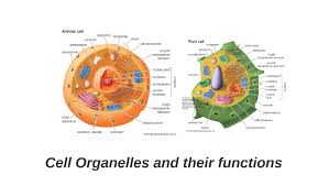 This is a fibrous network that's formed from and by different proteins of long chains of amino acids. Cell Organelles And Their Functions By Jessamine Torres