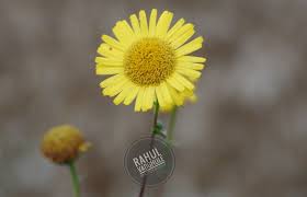 Image result for Vernonia nepetifolia