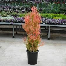 Image result for Euphorbia tirucalli