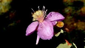 Image result for Clappertonia ficifolia