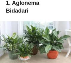 Jenis monstera alias tanaman bunga janda bolong yang memiliki daun unik dan cantik untuk memperindah hunian. Ini 13 Jenis Bunga Aglaonema Detiksulawesi Com